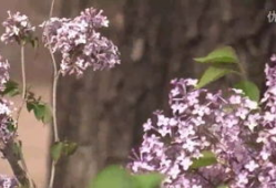 五月丁香视频,探寻花海中的浪漫时光