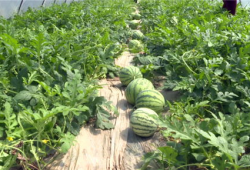 最新河北吃瓜视频爆料,揭秘幕后真相，网友热议不断