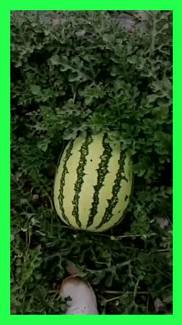 每日吃瓜汇总,盘点娱乐圈新鲜事，揭秘热点背后的真相